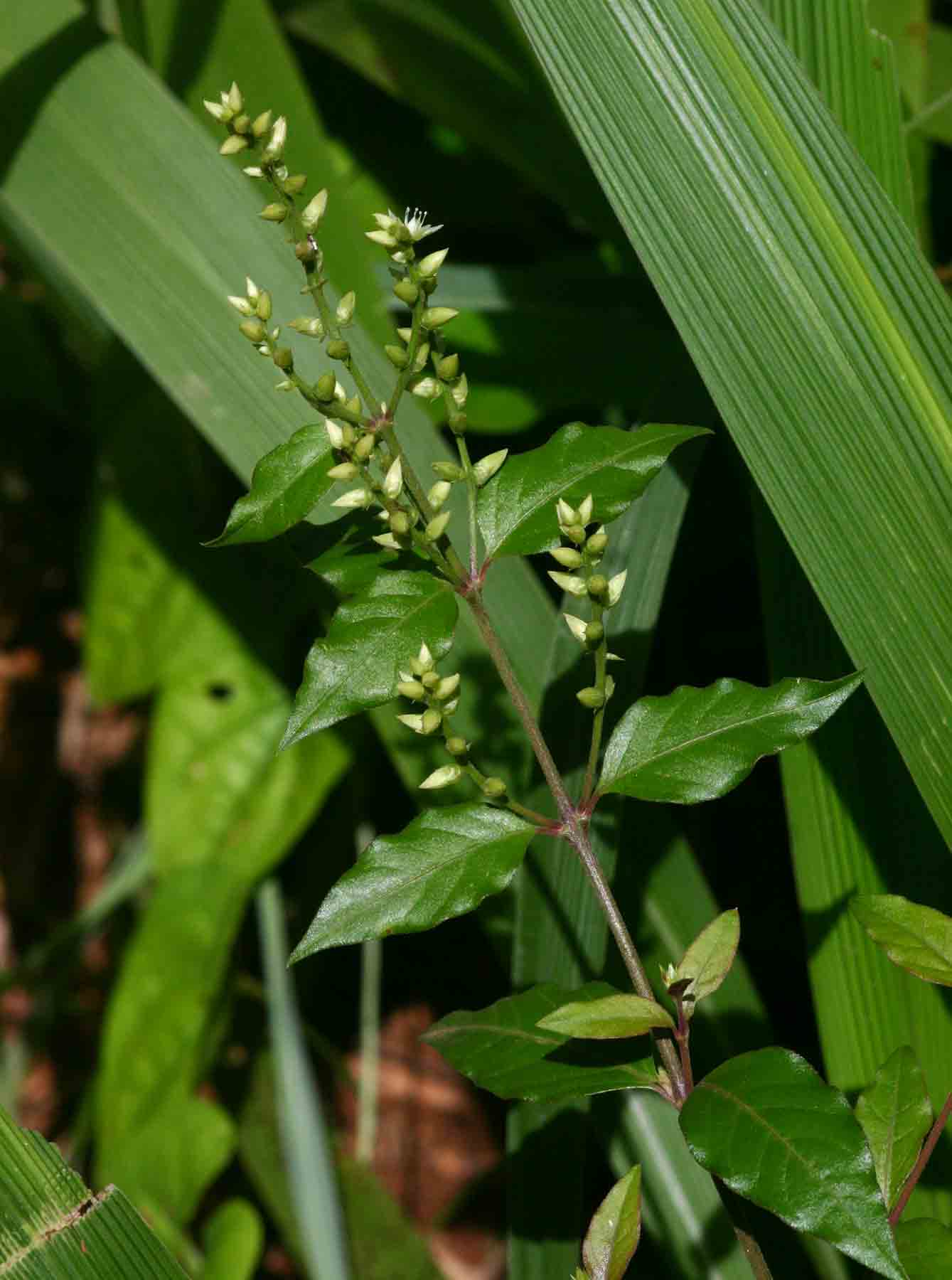 Psilotrichum scleranthum Psilotrichum scleranthum