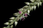 Achyranthes aspera var. pubescens