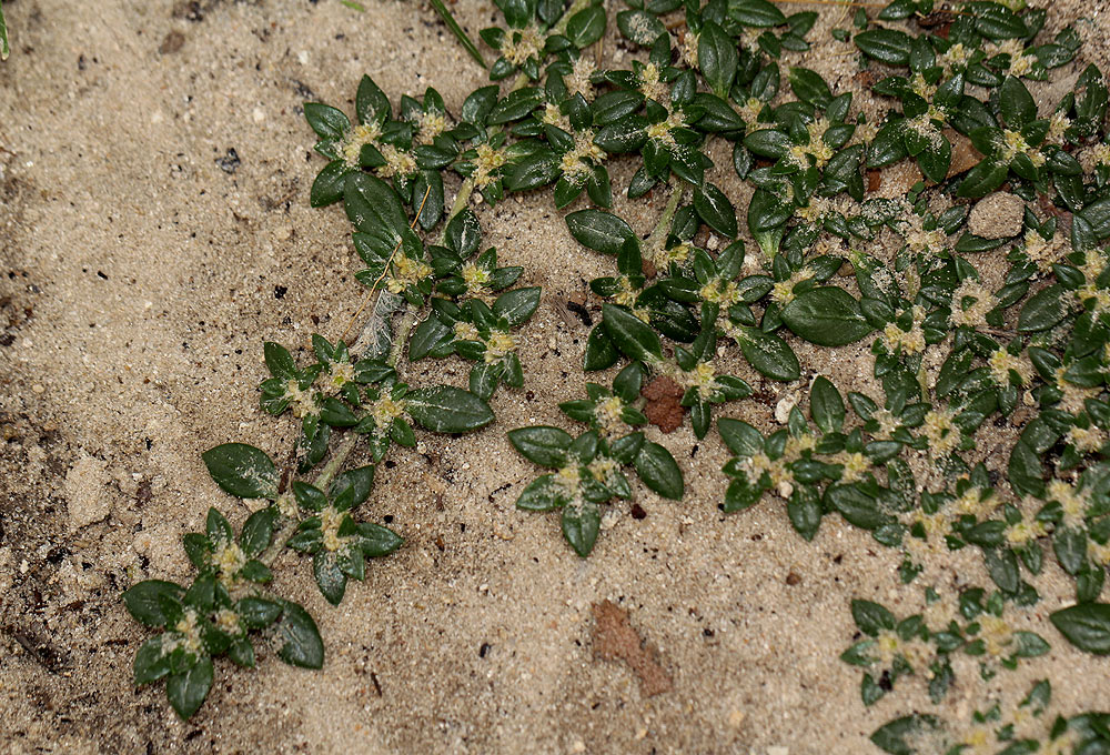 Guilleminea densa Guilleminea densa