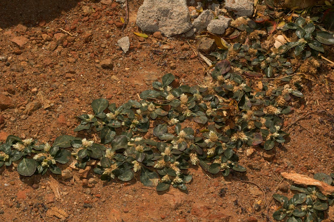 Alternanthera caracasana Alternanthera caracasana