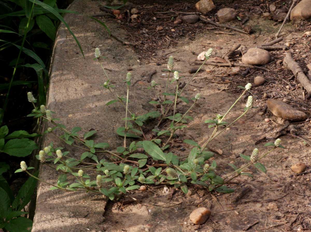 Gomphrena celosioides Gomphrena celosioides