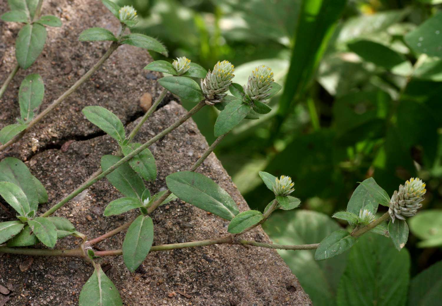 Gomphrena celosioides Gomphrena celosioides