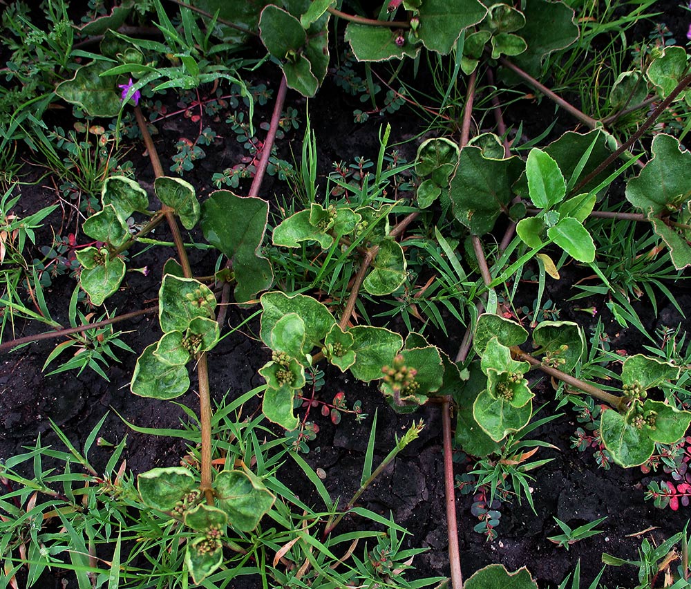 Commicarpus pentandrus