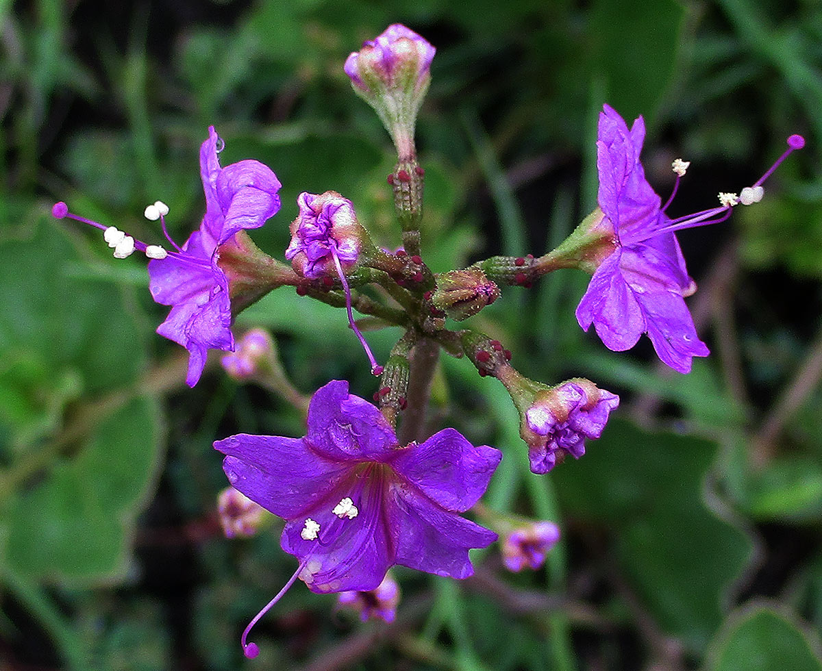 Commicarpus pentandrus