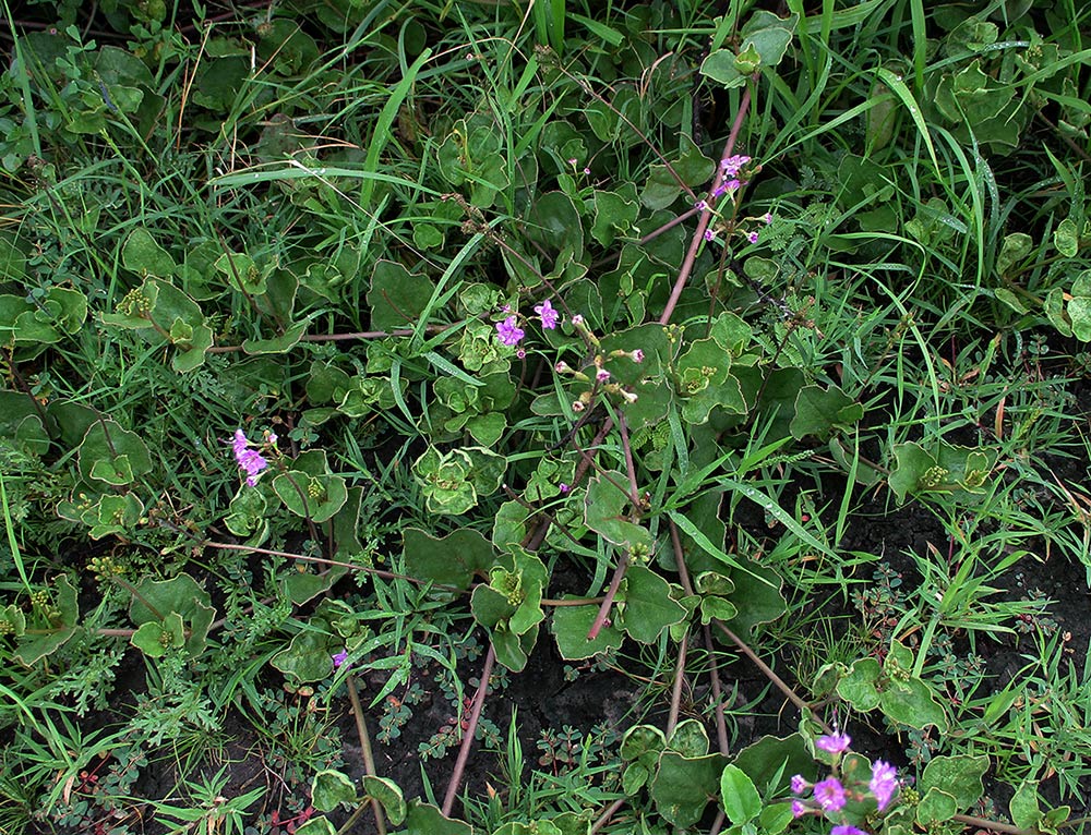 Commicarpus pentandrus