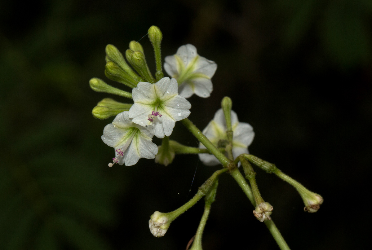 Commicarpus plumbagineus