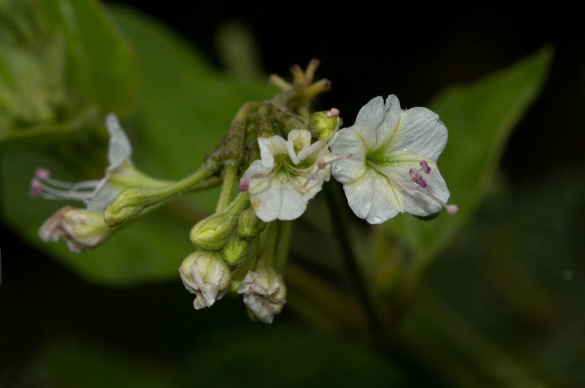 Commicarpus plumbagineus