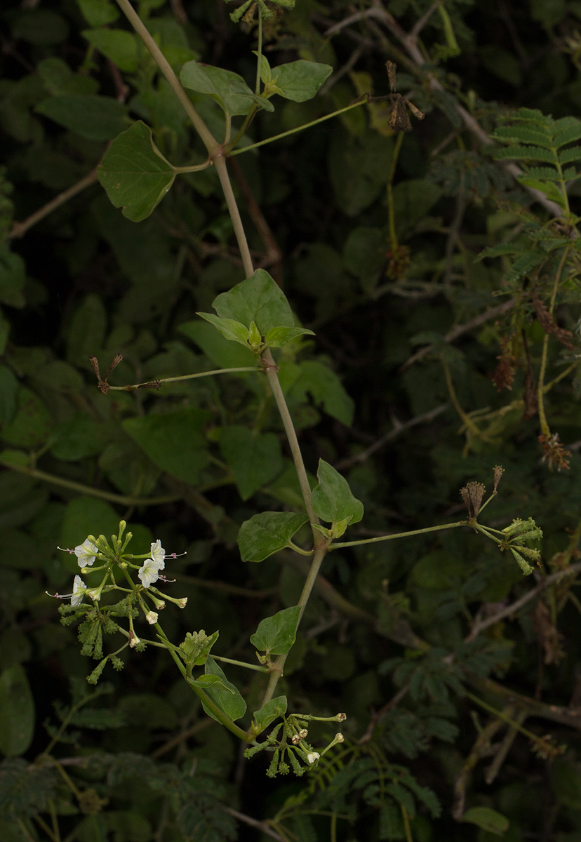 Commicarpus plumbagineus Commicarpus plumbagineus