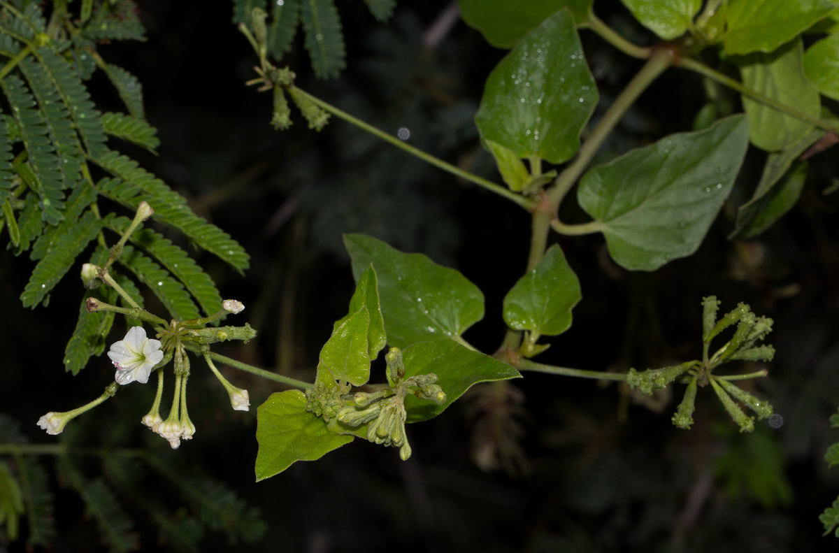 Commicarpus plumbagineus