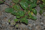 Boerhavia diffusa