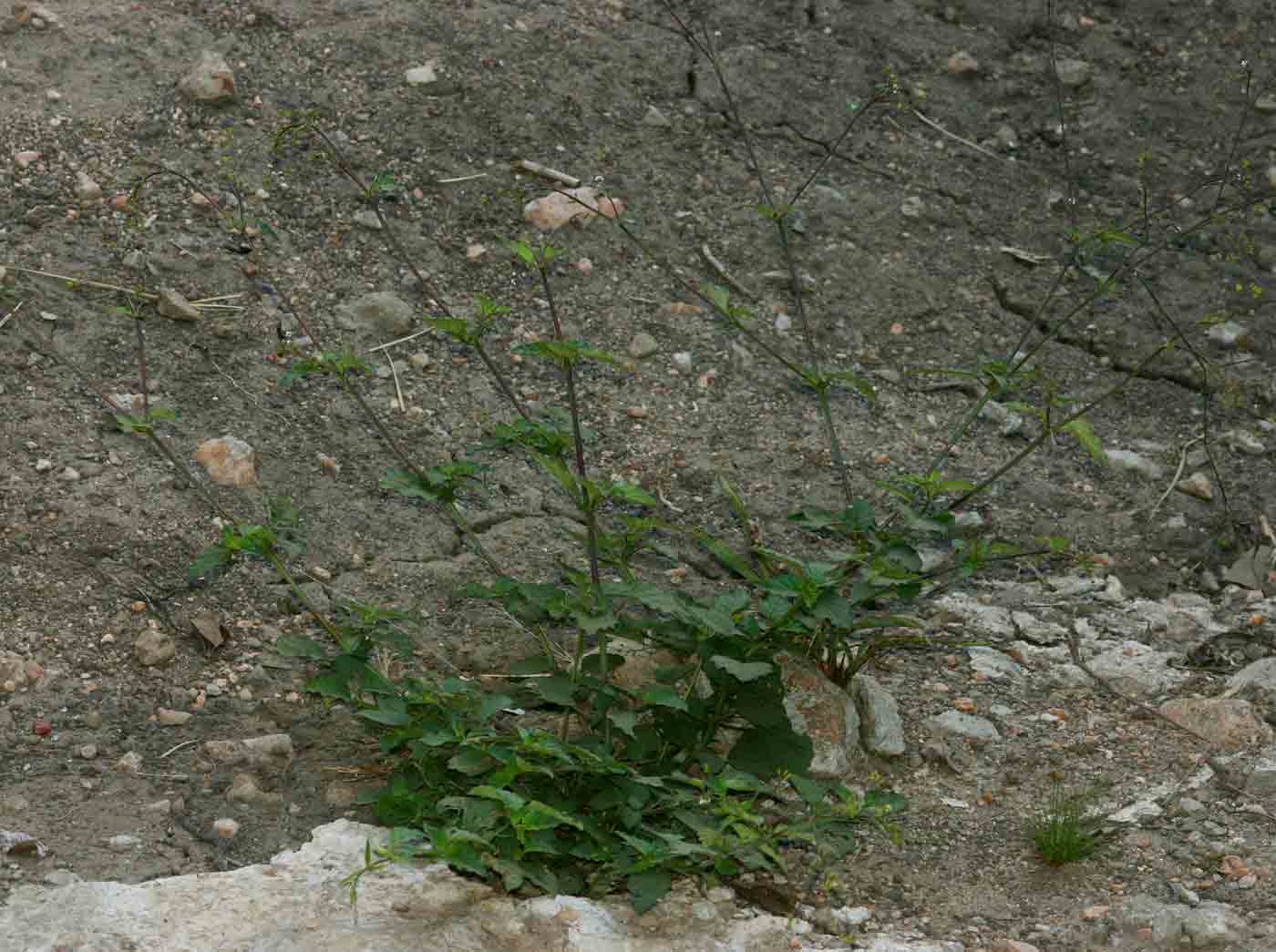 Boerhavia erecta