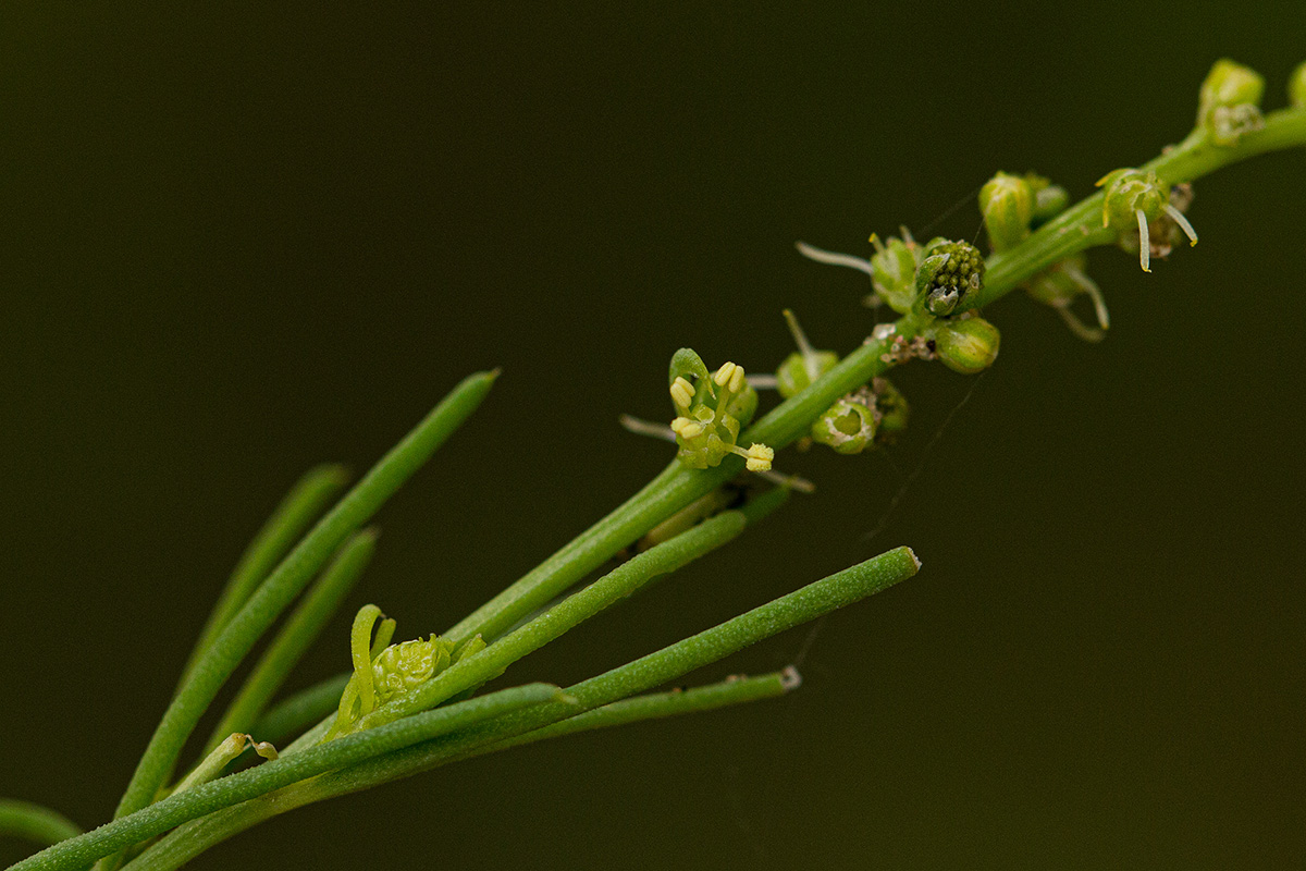 Lophiocarpus tenuissimus