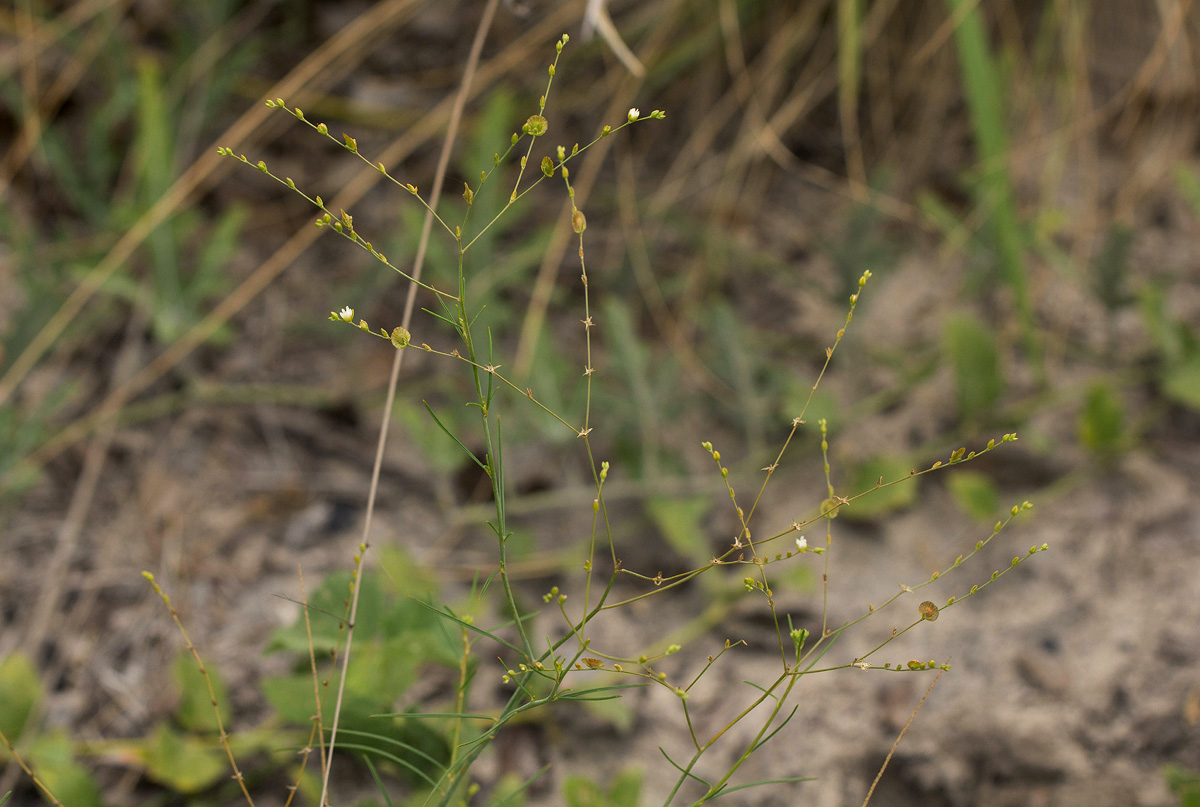Limeum fenestratum var. fenestratum