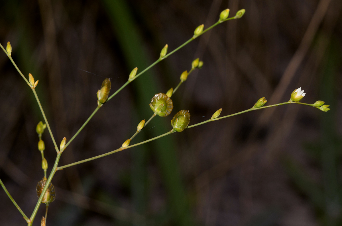 Limeum fenestratum var. fenestratum Limeum fenestratum var. fenestratum