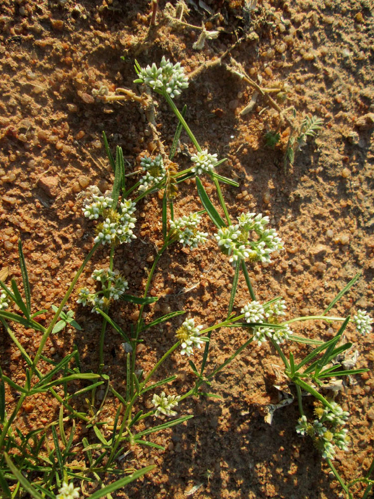 Limeum sulcatum var. sulcatum
