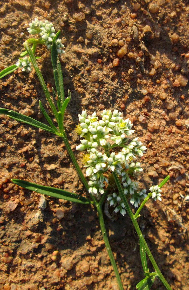 Limeum sulcatum var. sulcatum