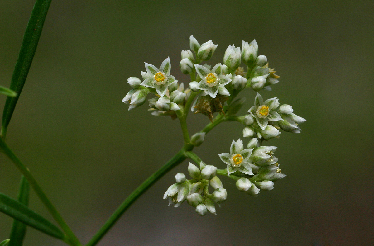 Limeum sulcatum var. sulcatum