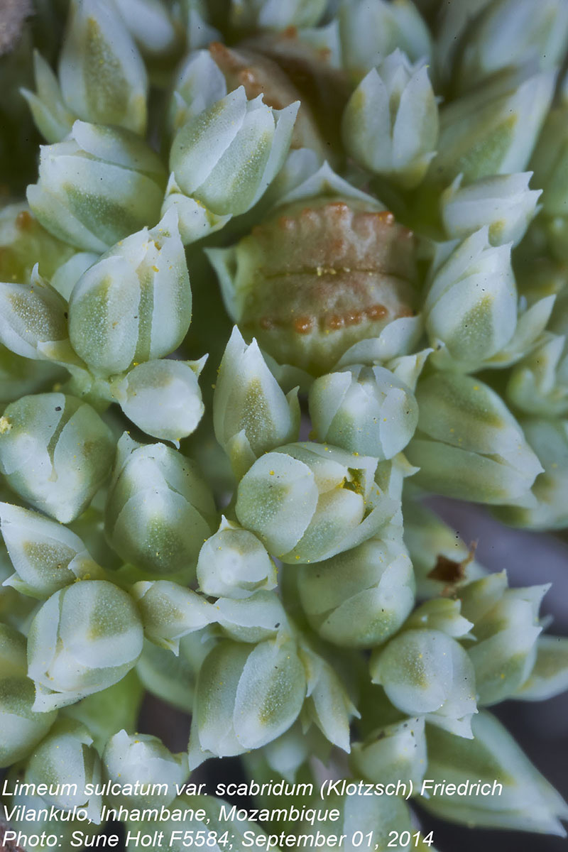 Limeum sulcatum var. scabridum Limeum sulcatum var. scabridum