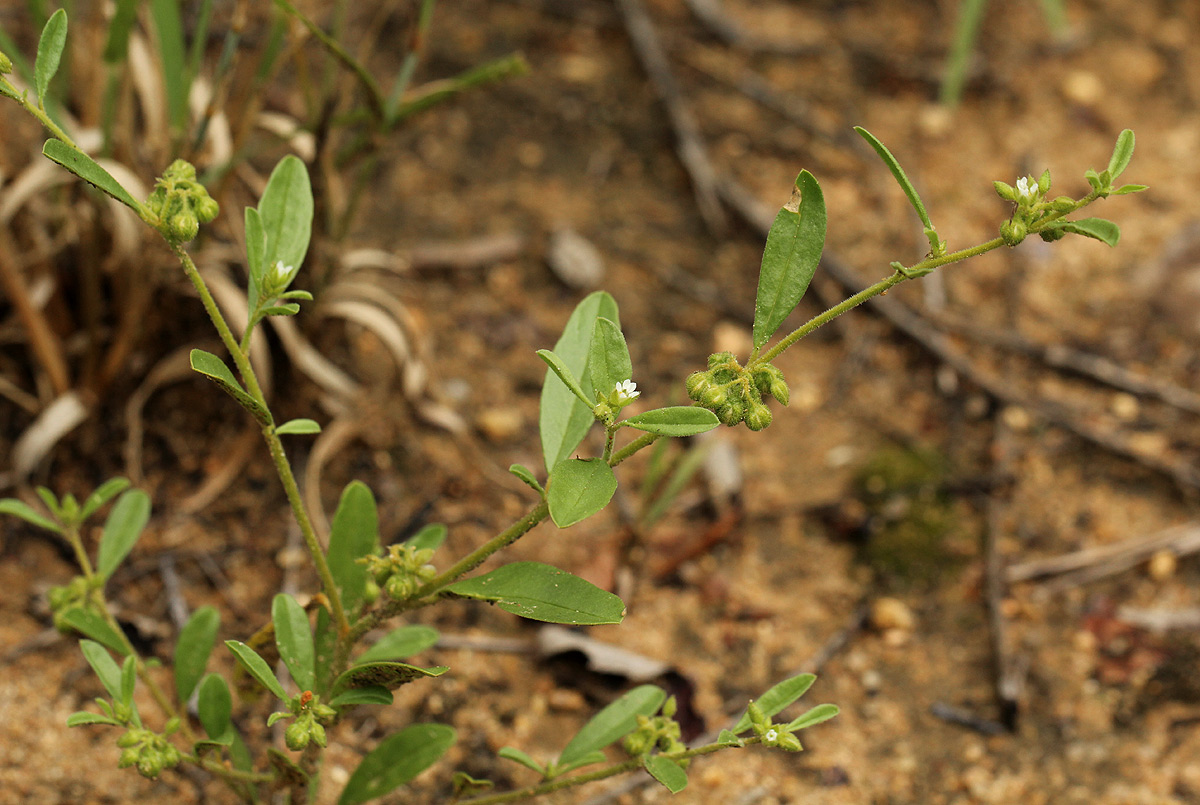 Limeum viscosum subsp. viscosum var. krausii