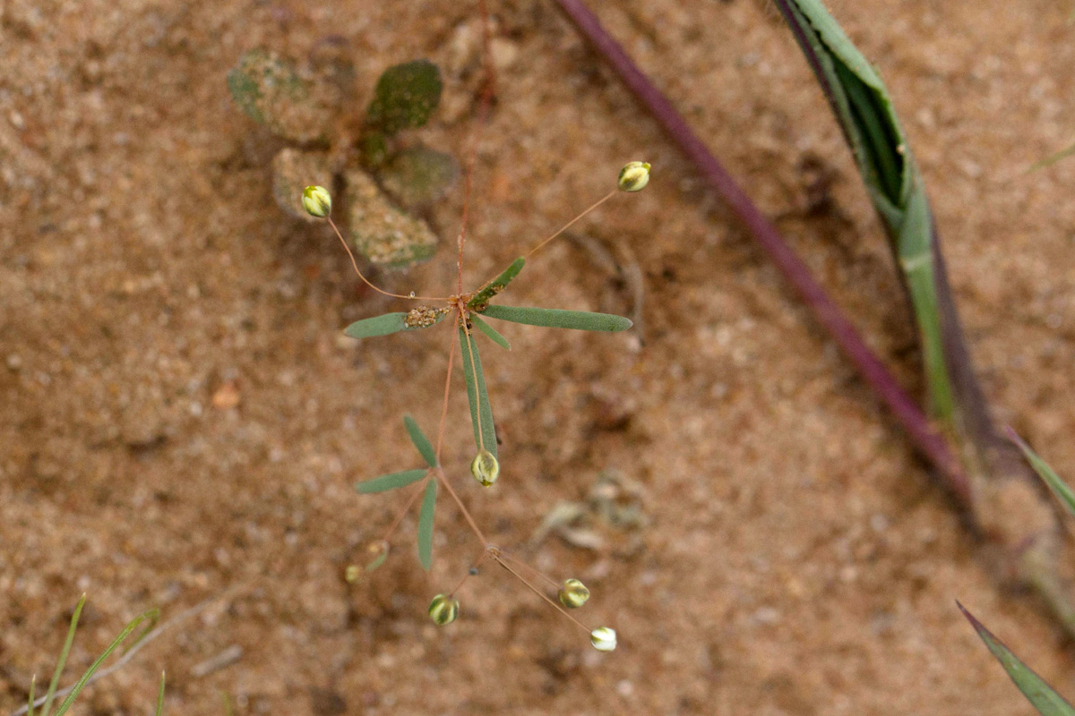 Mollugo cerviana var. spathulifolia