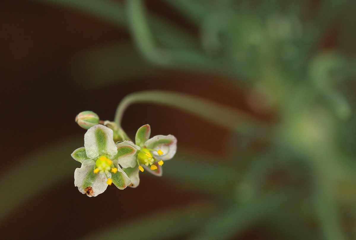 Hypertelis bowkeriana