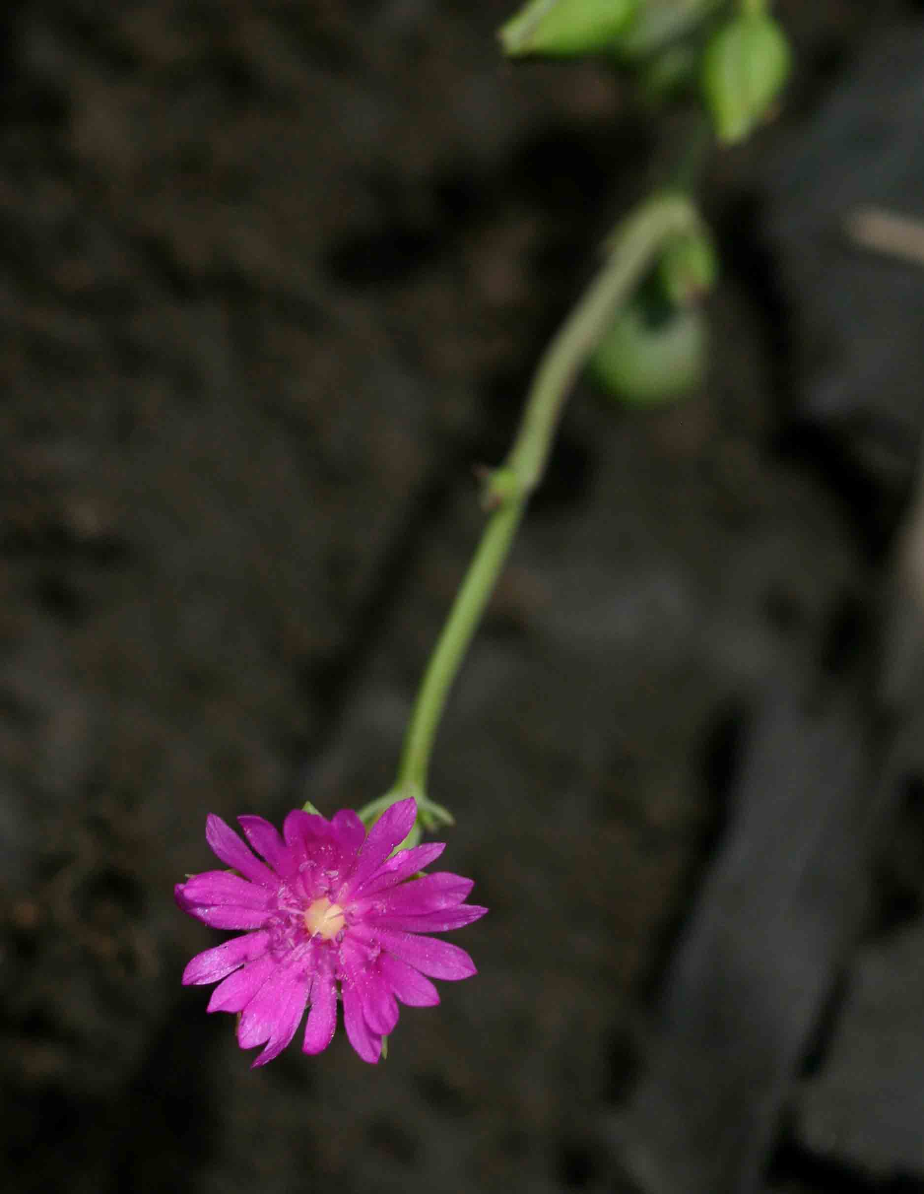 Corbichonia decumbens