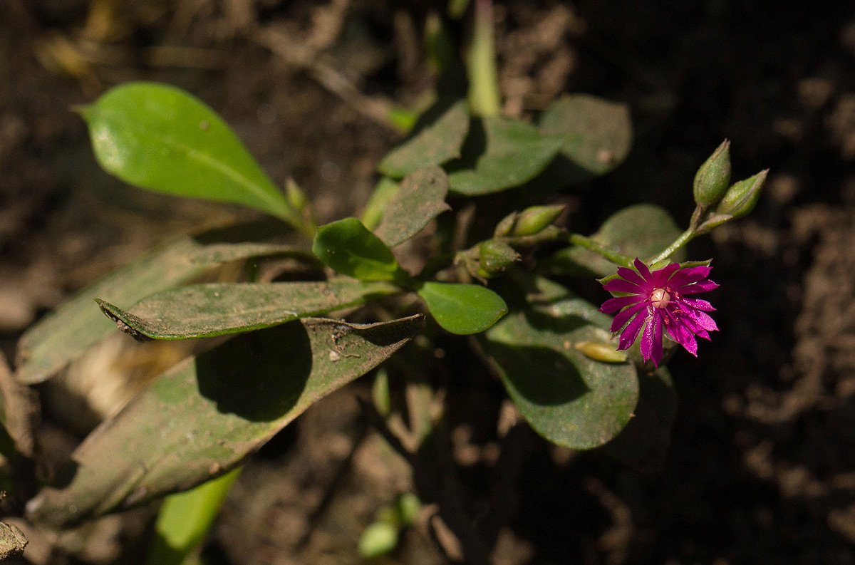 Corbichonia decumbens