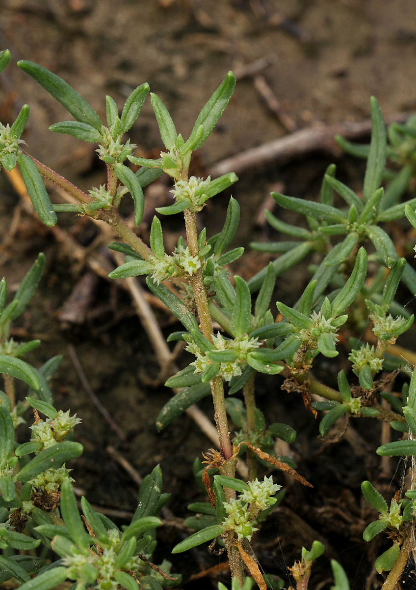 Trianthema salsoloides var. transvaalensis