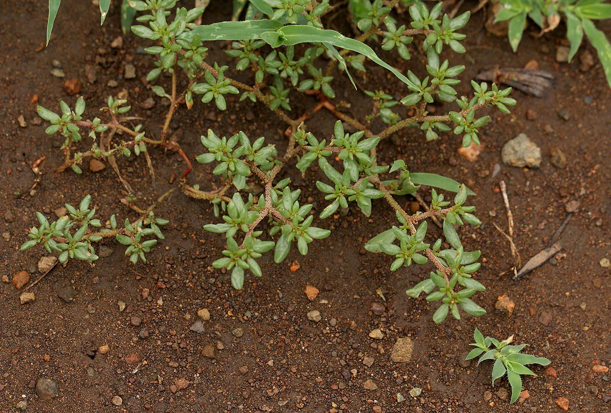 Trianthema triquetra