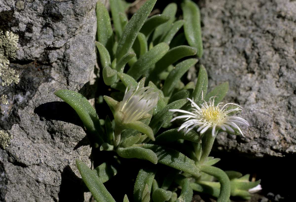 Delosperma steytlerae