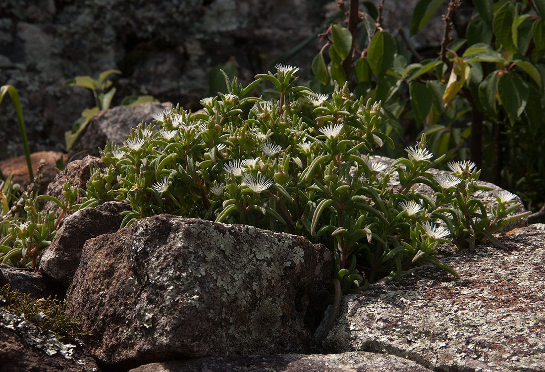 Delosperma steytlerae