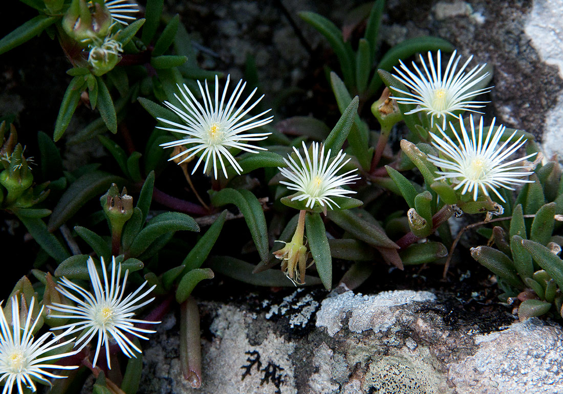 Delosperma steytlerae