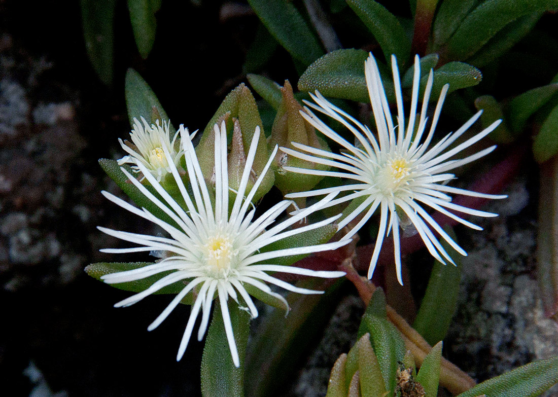 Delosperma steytlerae