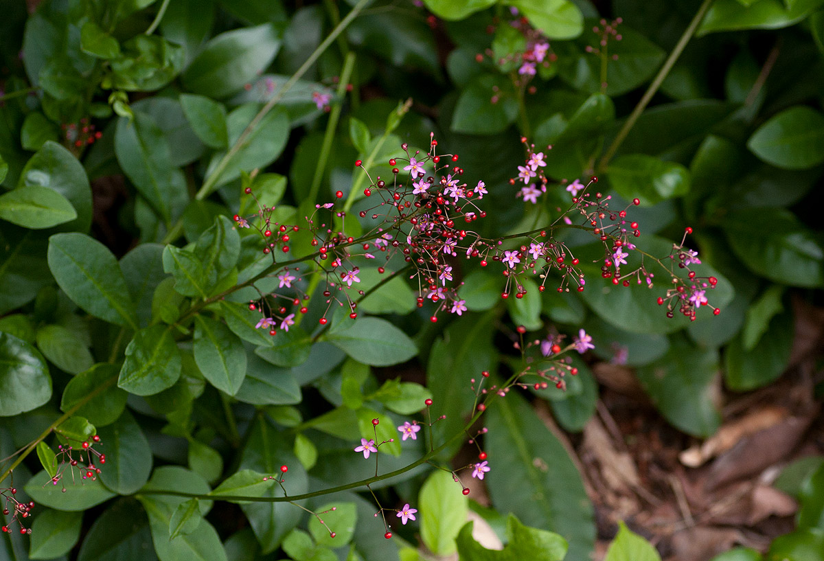 Talinum paniculatum