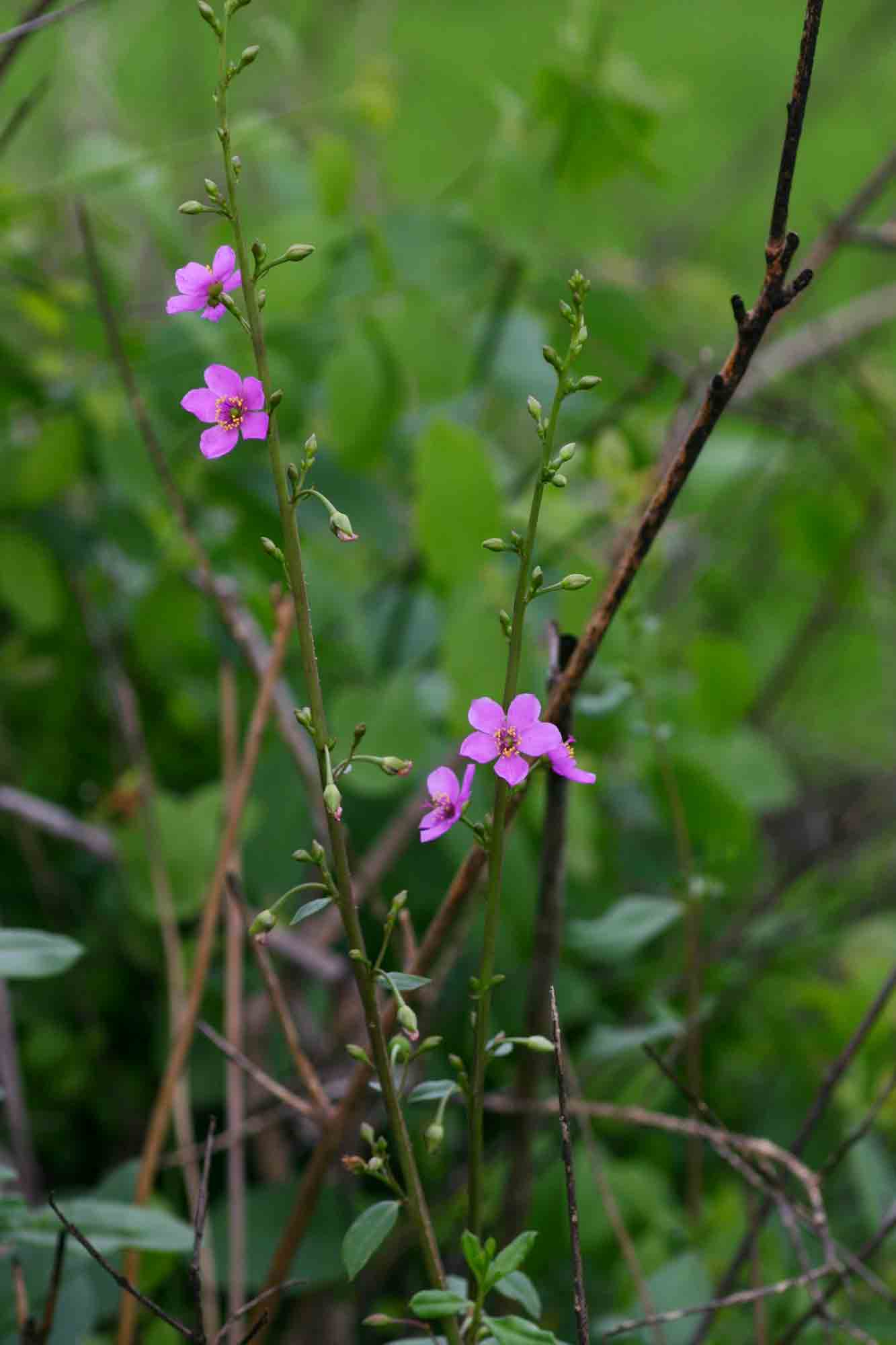 Talinum portulacifolium
