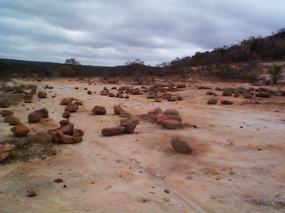 Anacampseros subnuda var. subnuda