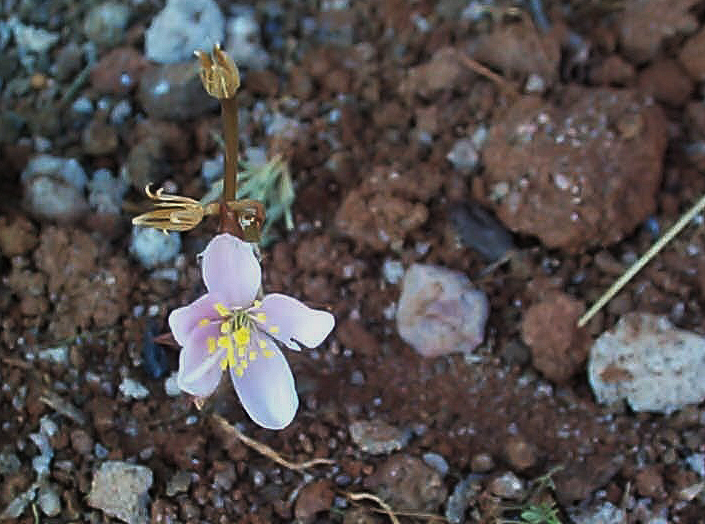 Anacampseros subnuda var. subnuda Anacampseros subnuda var. subnuda