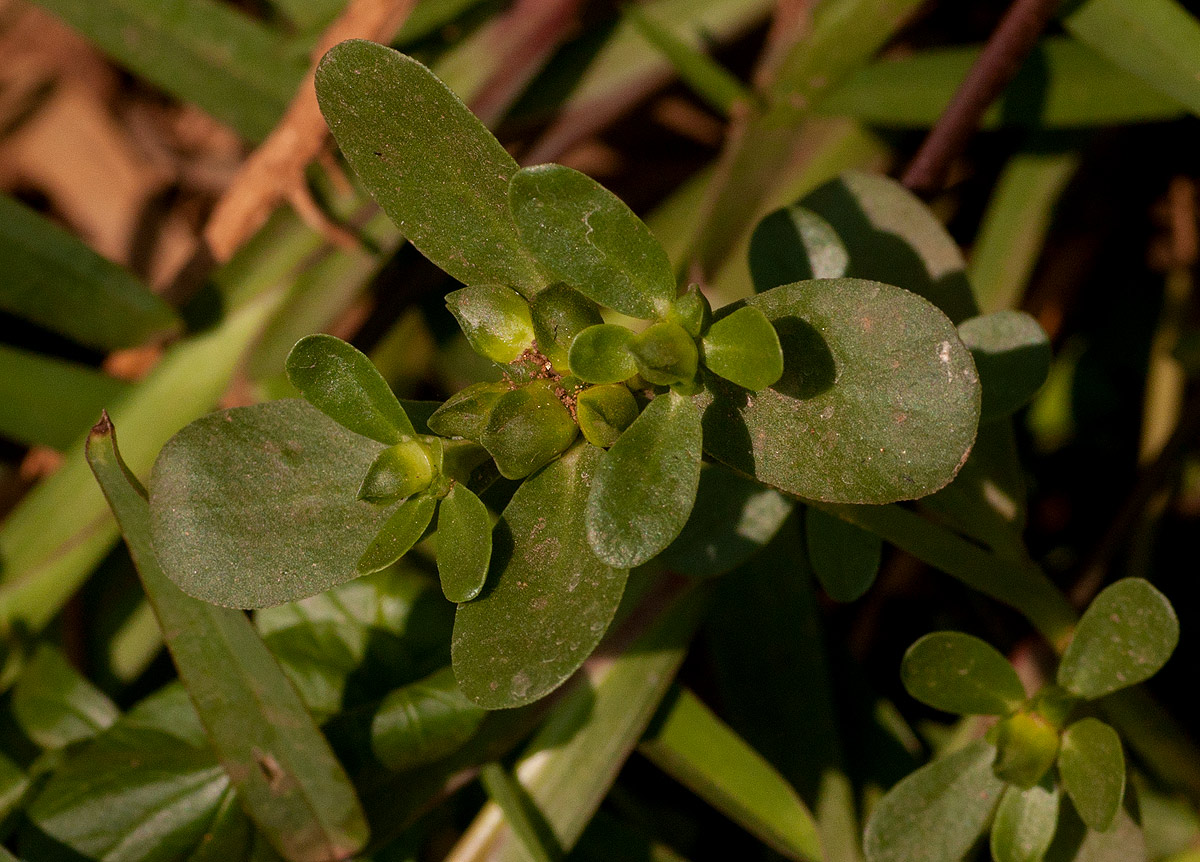 Portulaca oleracea Portulaca oleracea