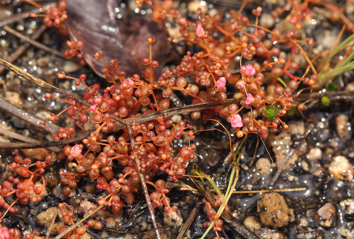 Portulaca rhodesiana
