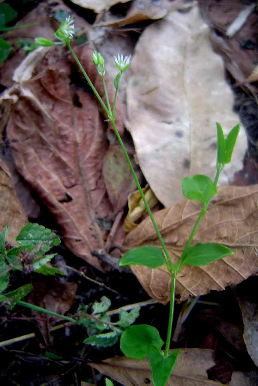 Drymaria cordata Drymaria cordata