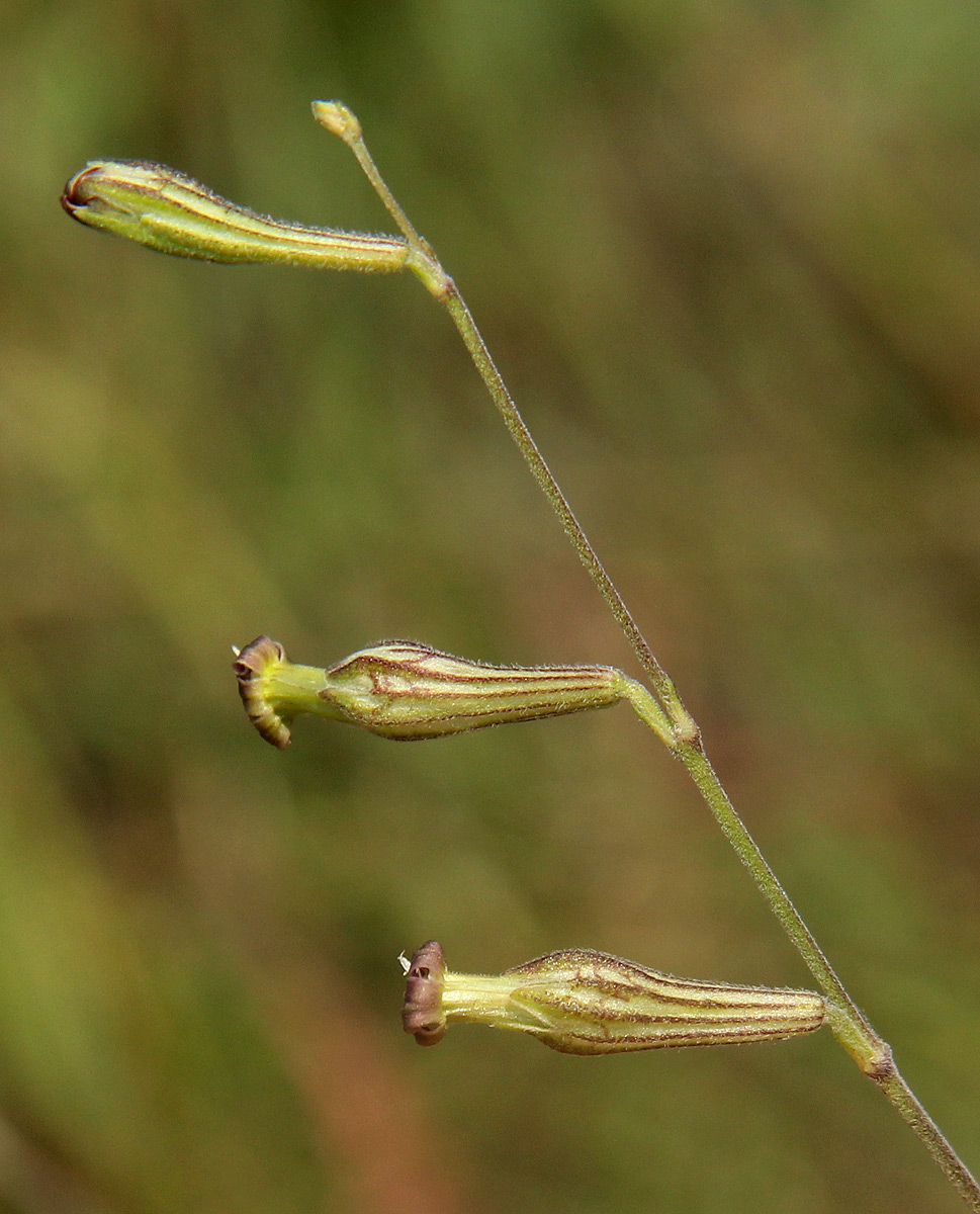 Silene burchellii var. angustifolia Silene burchellii var. angustifolia