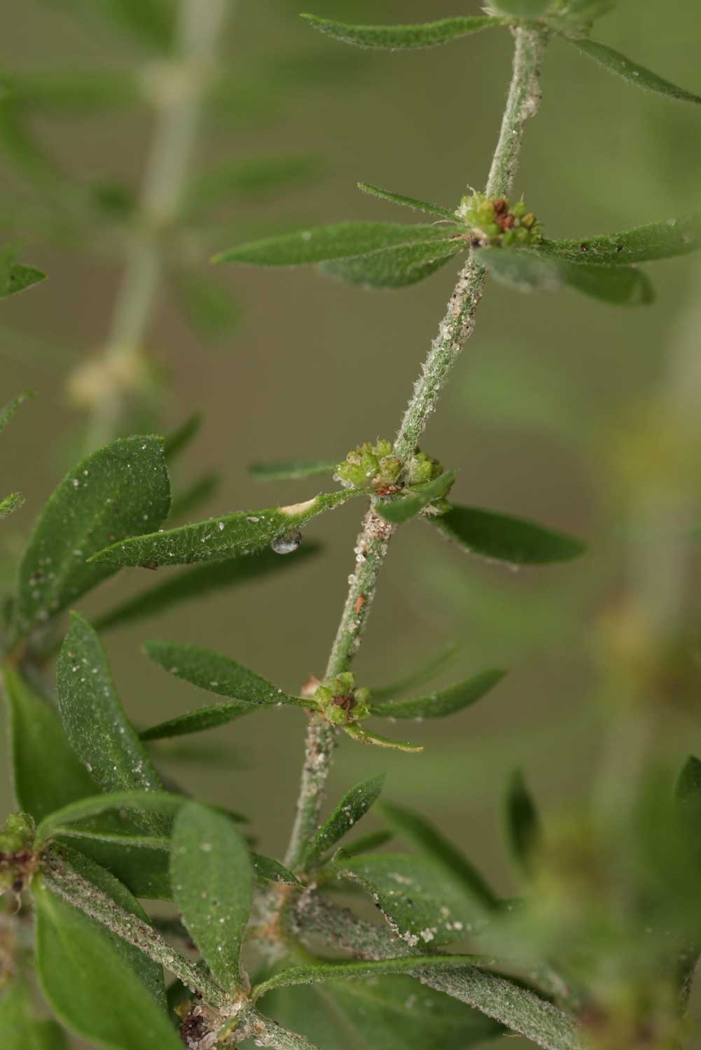 Pollichia campestris