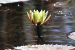 Nymphaea lotus
