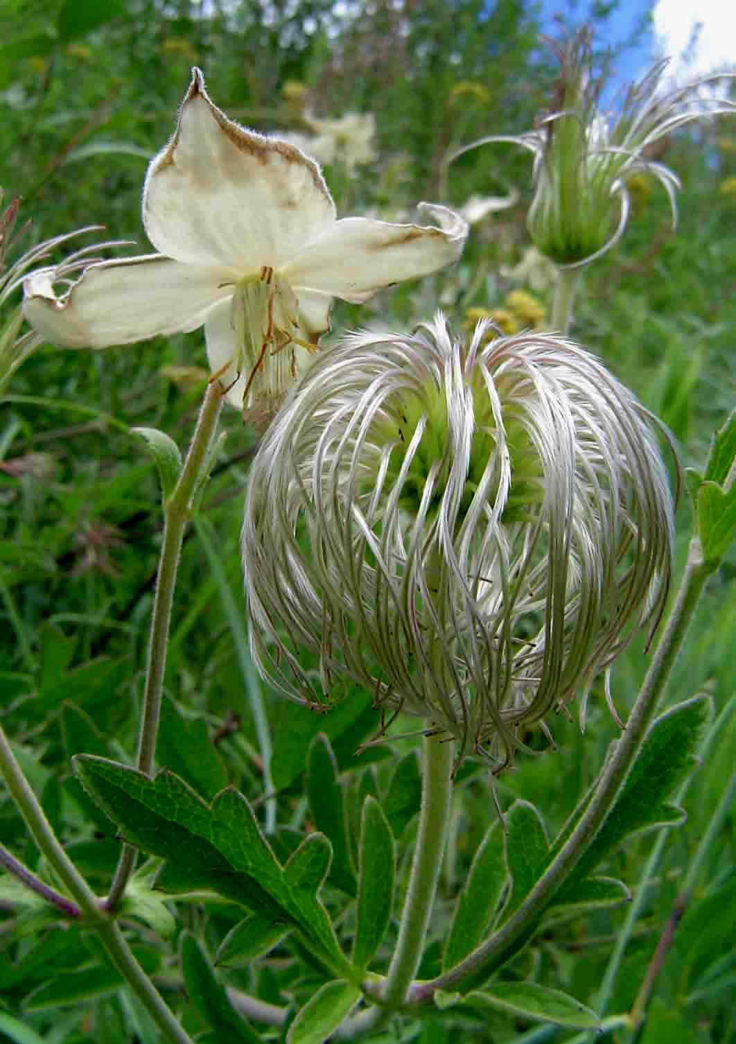 Clematis villosa subsp. kirkii