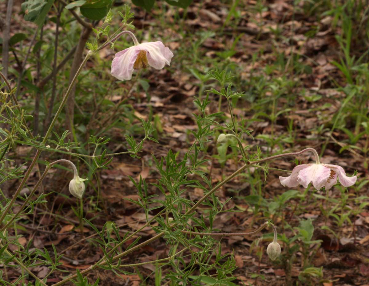 Clematis villosa subsp. stanleyi