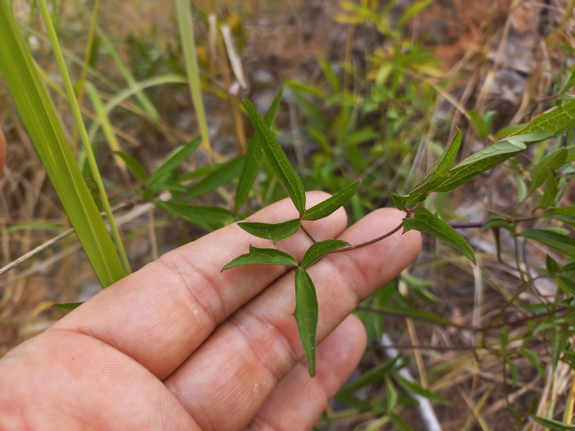 Clematis welwitschii