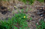 Ranunculus multifidus