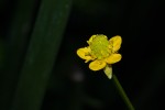 Ranunculus multifidus