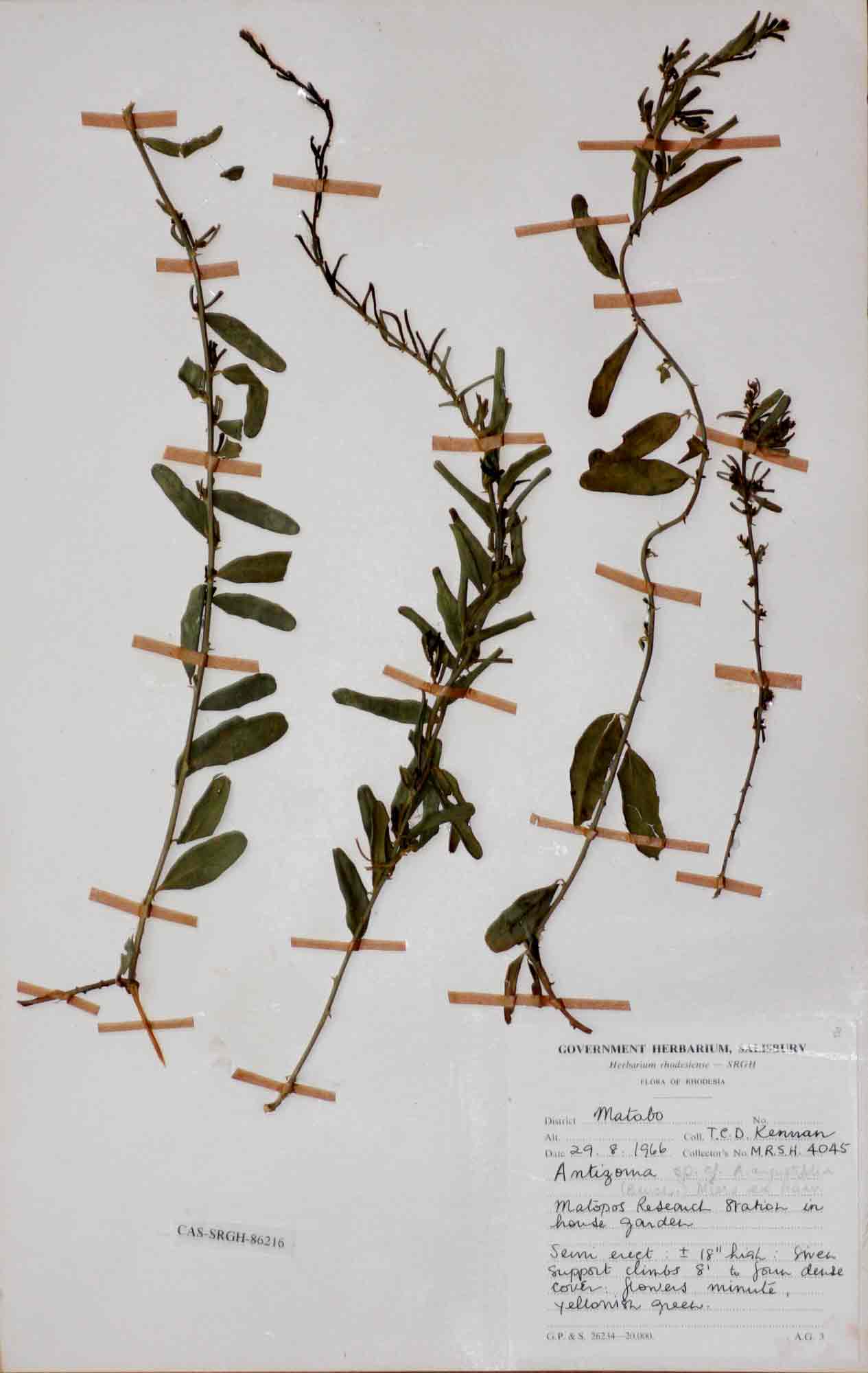 Antizoma angustifolia