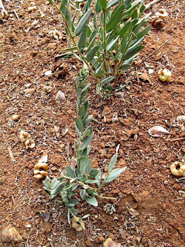 Antizoma angustifolia